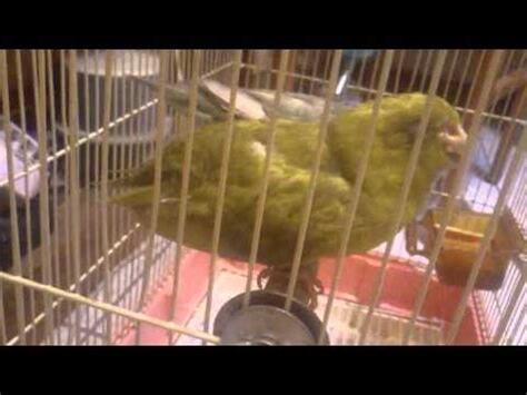 幼鳥 死 前的徵兆